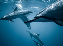 新援到位，辽宁铁人外援瓦吉奇已飞抵曼谷，将与球队会合